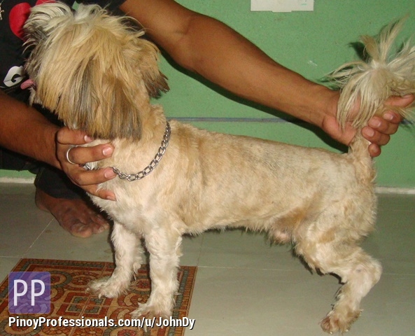 ming dynasty shih tzu ming dynasty shih tzu grosir baju surabaya ming dynasty shih tzu ming dynasty shih tzu grosir baju surabaya