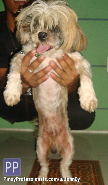 ming dynasty shih tzu ming dynasty shih tzu grosir baju surabaya ming dynasty shih tzu ming dynasty shih tzu grosir baju surabaya