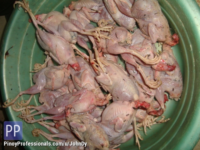 quail meat for sale for natural pet food high in protein quail meat for sale for natural pet food high in protein