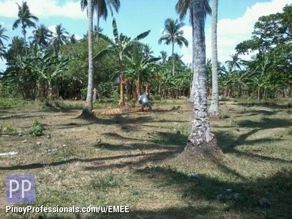 Land for Sale - AGRICULTURAL FARM AND LAND FOR SALE IN BRGY. CLUSICHE PAGSANJAN LAGUNA