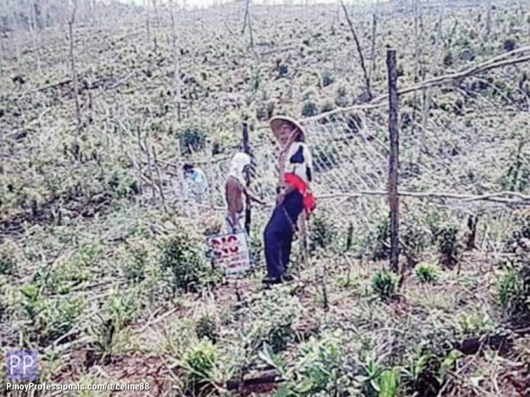 Land for Sale - AGRI-FOREST FARMLAND IN PALAWAN RUSH SALE?